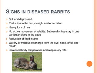 SIGNS IN DISEASED RABBITS
 Dull and depressed
 Reduction in the body weight and emaciation
 Heavy loss of hair
 No active movement of rabbits. But usually they stay in one
particular place in the cage
 Reduction of feed intake
 Watery or mucous discharge from the eye, nose, anus and
mouth
 Increased body temperature and respiratory rate
 