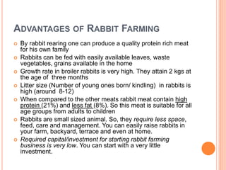 Rabbit Farming | PPTX