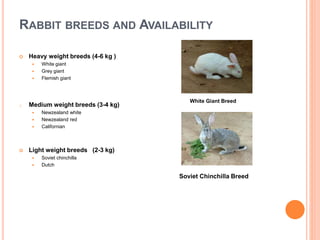 RABBIT BREEDS AND AVAILABILITY
 Heavy weight breeds (4-6 kg )
 White giant
 Grey giant
 Flemish giant
o Medium weight breeds (3-4 kg)
 Newzealand white
 Newzealand red
 Californian
 Light weight breeds (2-3 kg)
 Soviet chinchilla
 Dutch
White Giant Breed
Soviet Chinchilla Breed
 