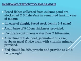MAINTENANCE OF BROODSTOCKSINGHI & MAGUR
Brood fishes collected from culture pond are
stocked at 2-3 fishes/m2 in cemented tank in case
of magur.
 In case of singhi, Brood stock density 3-5 no/m2
A soil base of 5-10cm thickness provided.
Facilitate continuous water flow 2 litter/min.
A mixture of fish meal, groundnut oil cake,
soybean meal & rice bran with vitamin mineral
provided.
Fed should be 30% protein and provide at 2-3%
body weight
 