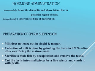 HORMONE ADMINISTRATION
intramuscularly: below the dorsal fin and above lateral line in
posterior region of body
intraperitoneally : inner side of base of pectoral fin
PREPARATION OF SPERMSUSPENSION
 Milt does not ooze out in singhi & magur.
 Collection of milt is done by grinding the testis in 0.9 % saline
after sacrificing the mature male.
 Sacrifice a male fish by decapitation and remove the testis.
 Cut the testis into small pieces by a fine scissor and crush it
with pestle.
 
