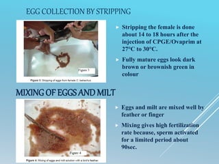 EGG COLLECTION BY STRIPPING
 Stripping the female is done
about 14 to 18 hours after the
injection of CPGE/Ovaprim at
27°C to 30°C.
 Fully mature eggs look dark
brown or brownish green in
colour
 Eggs and milt are mixed well by
feather or finger
 Mixing gives high fertilization
rate because, sperm activated
for a limited period about
90sec.
MIXING OF EGGS ANDMILT
 