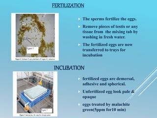 FERTILIZATION
 The sperms fertilize the eggs.
 Remove pieces of testis or any
tissue from the mixing tab by
washing in fresh water.
 The fertilized eggs are now
transferred to trays for
incubation
INCUBATION
 fertilized eggs are demersal,
adhesive and spherical.
 Unfertilized egg look pale &
opaque
 eggs treated by malachite
green(5ppm for10 min)
 