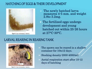 HATCHING OF EGGS & THEIR DEVELOPMENT
 The newly hatched larva
measures 4-5 mm. and weight
2.8to 3.2mg.
 The fertilized eggs undergo
development and young
hatched out within 25-26 hours
at 27°C-30°C.
LARVALREARING IN REARING TANK
 The spawn can be reared in a shallow
container for 10to12 days.
 Stocking density-2000-4000/m2
 Aerial respiration start after 10-12
days of hatching
 