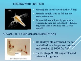 FEEDINGWITH LIVE FEED
 Feeding has to be started at the 4th day.
 Artemia nauplii is to be fed for one
week to ten days
 At least 50 nauplii per fry per day is
required & they are to be fed 3-4 time a
day, each time a fry may eat 10 to15
nauplii
ADVANCEDFRY REARINGIN NURSERY TANK
 10-12 days old advanced fry can
be shifted to a larger containers
and stocked @ 1000 fry /m²
 fry at stage 20-24 days released
into stocking tank
 