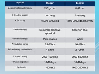 CHART
1 species Magur Singhi
2 Age at first sexual maturity 150 gm wt. 8-12 cm
3 Breeding season Jun -aug Jun –aug
4 Fecundity 15000-20000/kg 1500-2000egg/gm/ovary
5 Fertilized egg Demersal adhesive
spherical
Greenish blue
6 Unfertilized egg Pale opaque White
7 Incubation period 25-26hrs 16-19hrs
8 size of newly hatched larva 4-5mm 2.72mm
9 Spawn density 2000-4000/m2 3000-5000/m2
10 Aerial respiration 10-12days 10-12days
11 fry density 1000/m2 1000-2000/m2
 