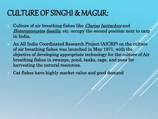 CULTURE OF SINGHI & MAGUR:
 Culture of air breathing fishes like Clarias batrachus and
Heteropneustes fossilis, etc. occupy the second position next to carp
in India.
 An All India Coordinated Research Project (AICRP) on the culture
of air breathing fishes was launched in May 1971, with the
objective of developing appropriate technology for the culture of Air
breathing fishes in swamps, pond, tanks, cage, and pens for
harvesting the natural resources.
 Cat fishes have highly market value and good demand
 