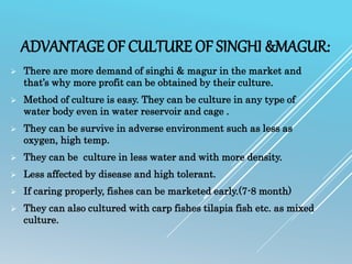ADVANTAGE OF CULTURE OF SINGHI &MAGUR:
 There are more demand of singhi & magur in the market and
that’s why more profit can be obtained by their culture.
 Method of culture is easy. They can be culture in any type of
water body even in water reservoir and cage .
 They can be survive in adverse environment such as less as
oxygen, high temp.
 They can be culture in less water and with more density.
 Less affected by disease and high tolerant.
 If caring properly, fishes can be marketed early.(7-8 month)
 They can also cultured with carp fishes tilapia fish etc. as mixed
culture.
 