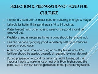 SELECTION & PREPARATION OF POND FOR
CULTURE
 The pond should be1-1.5 meter deep for culturing of singhi & magur
 It should be better if the pond area is 10 to 30 decimal.
 Water hyacinth with other aquatic weed of the pond should be
removed out.
 Predatory and unnecessary fishes in pond should be remove out.
 This can be done by drying pond, repeatedly netting or rotenone
applied in pond water.
 After drying pond, lime, cow dung or poultry faeces, urea, DSP
fertilizer, should be applied properly at required level per decimal.
 During preparation of pond for culturing singhi & magur, it is an
important work to make fence or net with 30cm high around the
pond. Due to this fish cannot go outside of the pond during rainfall.
 