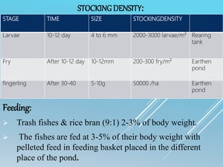 STOCKINGDENSITY:
Feeding:
 Trash fishes & rice bran (9:1) 2-3% of body weight.
 The fishes are fed at 3-5% of their body weight with
pelleted feed in feeding basket placed in the different
place of the pond.
STAGE TIME SIZE STOCKINGDENSITY
Larvae 10-12 day 4 to 6 mm 2000-3000 larvae/m² Rearing
tank
Fry After 10-12 day 10-12mm 200-300 fry/m² Earthen
pond
fingerling After 30-40 5-10g 50000 /ha Earthen
pond
 