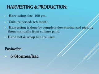 HARVESTING & PRODUCTION:
 Harvesting size: 100 gm.
 Culture period: 6-8 month
 Harvesting is done by complete dewatering and picking
them manually from culture pond.
 Hand net & scoop net are used.
Production:
 5-6tonnes/hac
 