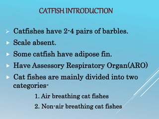 CATFISH INTRODUCTION
 Catfishes have 2-4 pairs of barbles.
 Scale absent.
 Some catfish have adipose fin.
 Have Assessory Respiratory Organ(ARO)
 Cat fishes are mainly divided into two
categories-
1. Air breathing cat fishes
2. Non-air breathing cat fishes
 