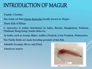 INTRODUCTION OF MAGUR
 Family: Claridae
 The Asian cat fish Clarias batrachus locally known as Magur.
 State fish of Bihar
 C. batrachus is widely distributed in India, Burma, Bangladesh, Pakistan,
Thailand, Hong Kong, South china etc.
 In India, such as Assam, Bihar, Andhra Pradesh, Uttar Pradesh, Maharastra.
 The Paddy fields are main breeding grounds of this fish.
 Inhabits Swamps, River, and Pond.
 Omnivore nature
 