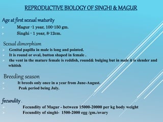 REPRODUCTIVE BIOLOGY OF SINGHI & MAGUR
Age at first sexual maturity
 Magur -1 year, 100-150 gm.
 Singhi - 1 year, 8-12cm.
Sexual dimorphism
 Genital papilla in male is long and pointed.
 It is round or oval, button shaped in female .
 the vent in the mature female is reddish, round& bulging but in male it is slender and
whitish.
Breeding season
 It breeds only once in a year from June-August.
 Peak period being July.
fecundity .
 Fecundity of Magur - between 15000-20000 per kg body weight
 Fecundity of singhi- 1500-2000 egg /gm./ovary
 