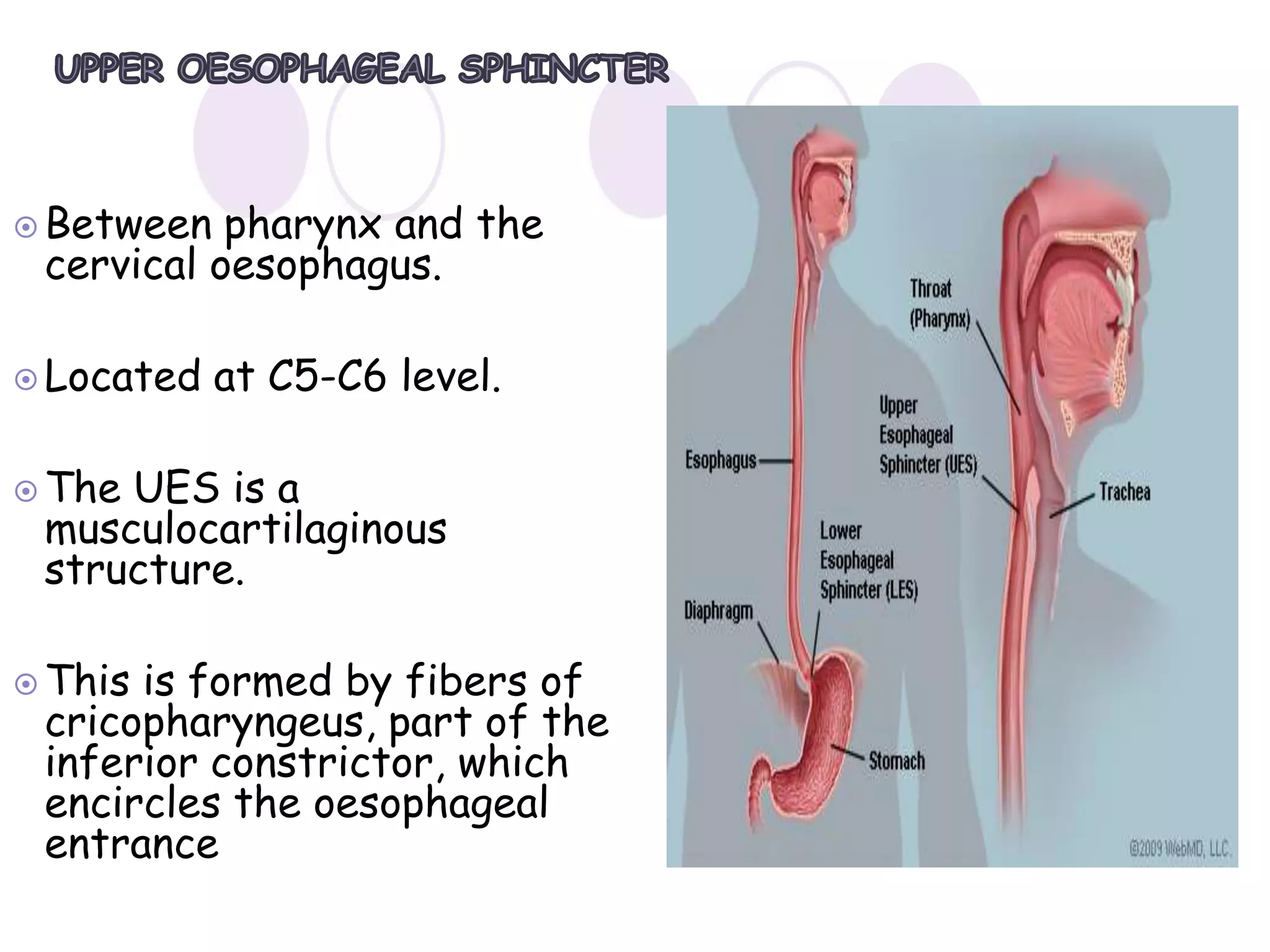 anatomy of esophagus by dr ravindra daggupati | PPTX