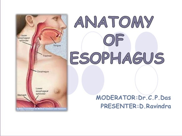 oesophagus anatomy ppt Anatomy of esophagus-dr. Neeraj kumar banoria.