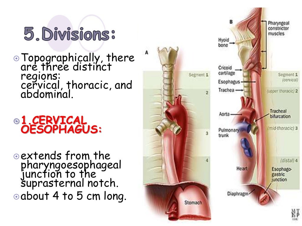 anatomy of esophagus by dr ravindra daggupati