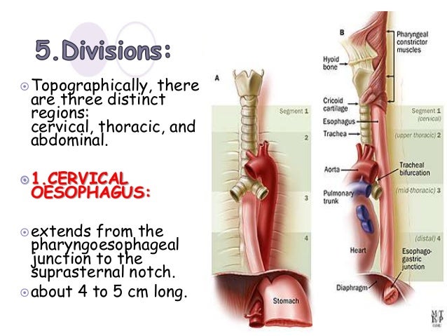 oesophagus anatomy ppt Oesophagus ppt for ss.