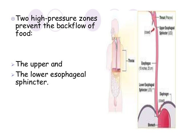 anatomy of esophagus by dr ravindra daggupati