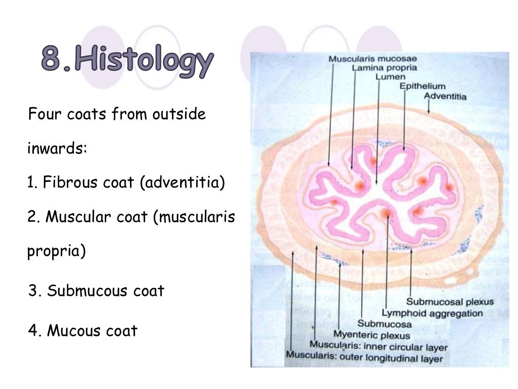 anatomy of esophagus by dr ravindra daggupati