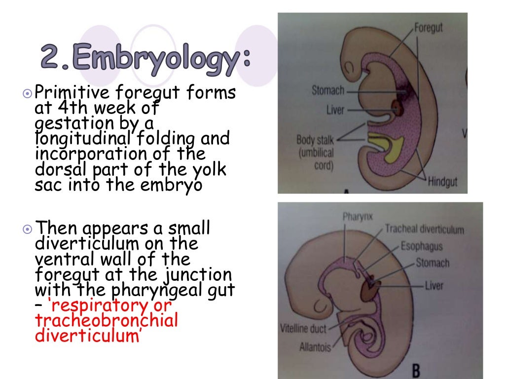 anatomy of esophagus by dr ravindra daggupati