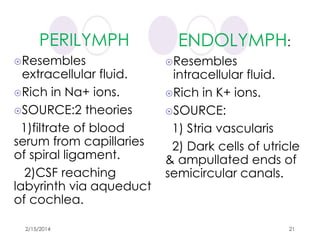 anatomy of inner ear by dr. ravindra daggupati | PPTX