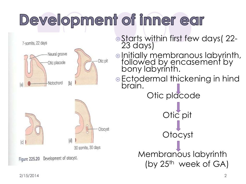 anatomy of inner ear by dr. ravindra daggupati