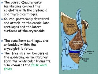 ANATOMY OF LARYNX | PPTX