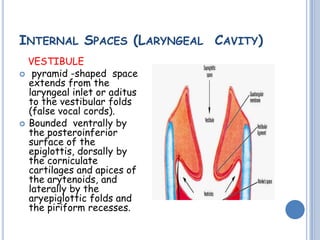 anatomy of larynx by ravindra daggupati | PPT