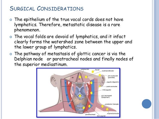 anatomy of larynx by ravindra daggupati