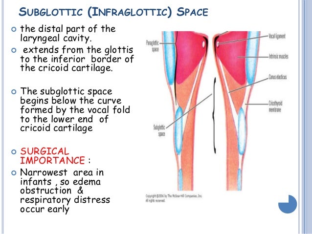 anatomy of larynx by ravindra daggupati