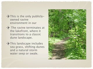 This is the only publicly-
owned ravine
environment in our
 The ravine terminates at
the lakefront, where it
transitions to a classic
dune landscape.

This landscape includes
sea grass, shifting dunes
and a natural storm
water seep or swale.
 