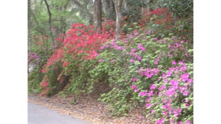 Azalea Festival celebration in 2025