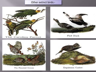 extinct animal and birds