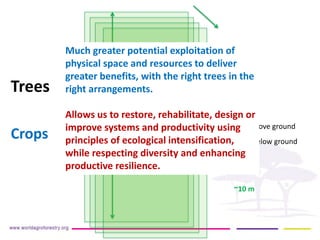 Above ground 
Below ground 
1.5 m 
0.5 m 
Crops 
Trees 
~20-50m 
~10 m 
Much greater potential exploitation of physical space and resources to deliver greater benefits, with the right trees in the right arrangements. 
Allows us to restore, rehabilitate, design or improve systems and productivity using principles of ecological intensification, while respecting diversity and enhancing productive resilience.  