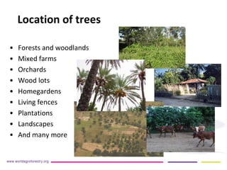 Where? 
• 
Forests and woodlands 
• 
Mixed farms 
• 
Orchards 
• 
Wood lots 
• 
Homegardens 
• 
Living fences 
• 
Plantations 
• 
Landscapes 
• 
And many more 
Location of trees  