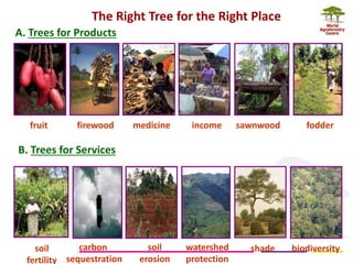 The Right Tree for the Right Place 
A. Trees for Products 
B. Trees for Services 
fruit 
firewood 
medicine 
income 
sawnwood 
fodder 
soil fertility 
carbon sequestration 
soil 
erosion 
watershed protection 
shade 
biodiversity  