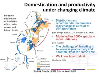 Domestication and productivity under changing climate 
• 
Distribution and recommendation domains may change as a result of climate change 
(van Breugel et al 2011, cf. Dawson et al. 2014) 
• 
Modelled for 1000+ species – more underway 
(Kindt et al, 2014) 
• 
The challenge of breeding is to increase productivity and adaptability at the same time 
• 
We know how to do it 
(Graudal et al 2014a) 
Modelled distribution of Faidherbia albida under current and future climate 
Kindt & Graudal, ICRAF Science Week 2014 
 