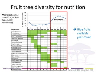 Fruit tree diversity for nutrition 
Species name 
Jan 
Feb 
Mar 
April 
May 
Jun 
Jul 
Aug 
Sep 
Oct 
Nov 
Dec 
Lantana camara 
Carica papaya 
Mangifera indica 
Musa x paradisiaca 
Eriobotrya japonica 
Morus alba 
Tamarindus indica 
Syzygium spp. 
Annona reticulata 
Psidium guajava 
Punica granatum 
Casimiroa edulis 
Vangueria madagascariensis 
Citrus limon 
Citrus sinensis 
Vitex payos 
Persea americana 
Passiflora edulis 
Pappea capensis 
Balanites aegyptiaca 
Carissa edulis 
Available species 
4 
7 
8 
7 
9 
8 
6 
5 
6 
4 
3 
4 
Hunger gap 
 Ripe fruits available year-round 
Machakos baseline data (2014, EC Fruit Project, 300 households) 
Kehlenbeck, ICRAF ScienceWeek 2014  