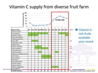Species name 
Jan 
Feb 
Mar 
April 
May 
Jun 
Jul 
Aug 
Sep 
Oct 
Nov 
Dec 
Vit C 
Lantana camara 
Carica papaya 
+ 
Mangifera indica 
+ 
Musa x paradisiaca 
Eriobotrya japonica 
Morus alba 
(+) 
Tamarindus indica 
Syzygium spp. 
Annona reticulata 
(+) 
Psidium guajava 
+++ 
Punica granatum 
Casimiroa edulis 
(+) 
Vangueria madagascariensis 
Citrus limon 
+ 
Citrus sinensis 
+ 
Vitex payos 
Persea americana 
Passiflora edulis 
Pappea capensis 
Balanites aegyptiaca 
(+) 
Carissa edulis 
Available species 
2 
3 
5 
4 
4 
4 
2 
1 
2 
1 
1 
2 
Hunger gap 
Vitamin C supply from diverse fruit farm 
 Vitamin C- rich fruits available year-round 
Kehlenbeck, ICRAF ScienceWeek 2014  