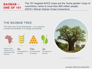 BAOBAB – ONE OF 101 
Known as the ‘Wonder Tree’ it is the iconic tree of Africa. 
4x 
the potassium of bananas 
10x 
the antioxidants of oranges 
2x 
the calcium of spinach 
THE BAOBAB TREE 
The first crop to be sequenced – it is used as a dried fruit powder in a range of products. 
The 101 targeted AOCC crops are the ‘home garden’ crops of rural Africa, home to more than 600 million people. AOCC= African Orphan Crops Consortium 
Jamnadass, ICRAF Science Week 2014  