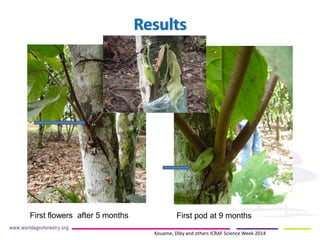 Results 
First flowers after 5 months 
First pod at 9 months 
Kouame, Diby and others ICRAF Science Week 2014  