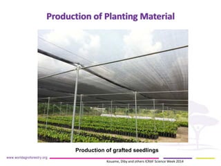 Production of Planting Material 
Production of grafted seedlings 
Kouame, Diby and others ICRAF Science Week 2014  
