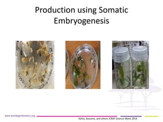 Production using Somatic Embryogenesis 
Kahia, Kouame, and others ICRAF Science Week 2014  