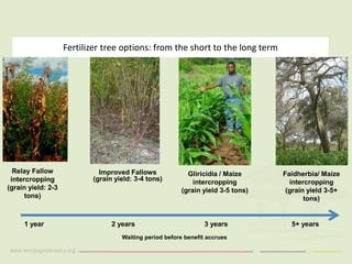 Fertilizer tree options: from the short to the long term 
Relay Fallow intercropping (grain yield: 2-3 tons) 
Improved Fallows (grain yield: 3-4 tons) 
Faidherbia/ Maize intercropping (grain yield 3-5+ tons) 
Waiting period before benefit accrues 
1 year 
2 years 
3 years 
5+ years 
Gliricidia / Maize intercropping (grain yield 3-5 tons)  