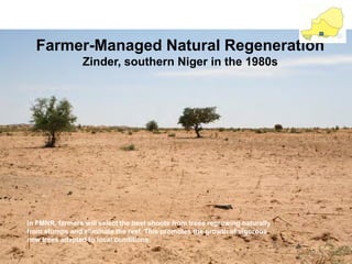 Farmer-Managed Natural Regeneration 
Zinder, southern Niger in the 1980s 
In FMNR, farmers will select the best shoots from trees regrowing naturally from stumps and eliminate the rest. This promotes the growth of vigorous new trees adapted to local conditions.  