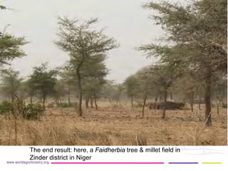 The end result: here, a Faidherbia tree & millet field in Zinder district in Niger  