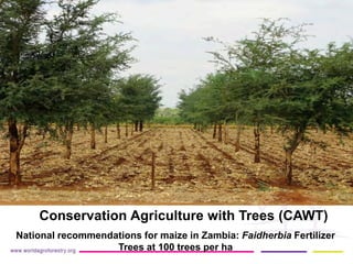 Conservation Agriculture with Trees (CAWT) National recommendations for maize in Zambia: Faidherbia Fertilizer Trees at 100 trees per ha 