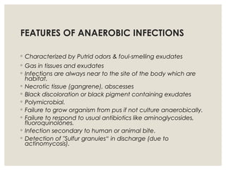 FEATURES OF ANAEROBIC INFECTIONS
◦ Characterized by Putrid odors & foul-smelling exudates
◦ Gas in tissues and exudates
◦ Infections are always near to the site of the body which are
habitat.
◦ Necrotic tissue (gangrene), abscesses
◦ Black discoloration or black pigment containing exudates
◦ Polymicrobial.
◦ Failure to grow organism from pus if not culture anaerobically.
◦ Failure to respond to usual antibiotics like aminoglycosides,
fluoroquinolones.
◦ Infection secondary to human or animal bite.
◦ Detection of "Sulfur granules“ in discharge (due to
actinomycosis).
 