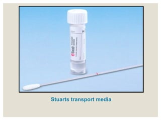 Stuarts transport media
 